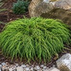 Cypruštek hrachonosný (Chamaecyparis pisifera) ‘FILIFERA NANA’ - výška 10-15 cm, Ø 15-20 cm, kont. C2L
